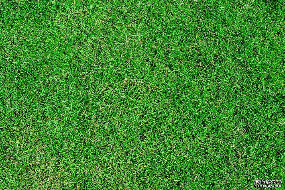 果嶺草種子簡(jiǎn)介