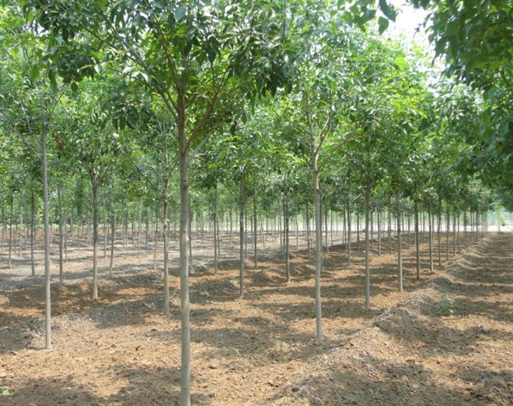 白蠟樹(shù)，白蠟樹(shù)苗